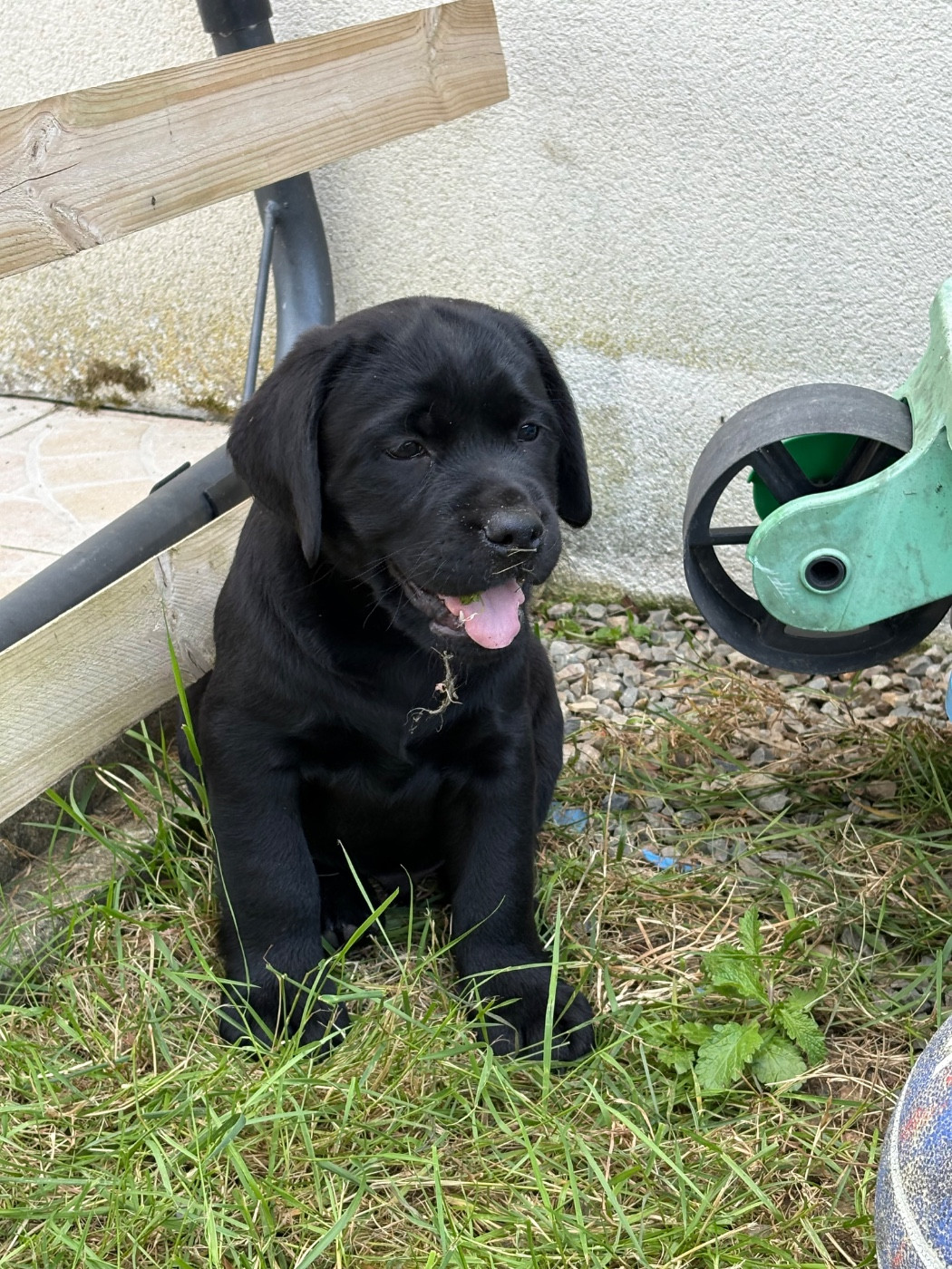Angelcraft - Chiots disponibles - Labrador Retriever