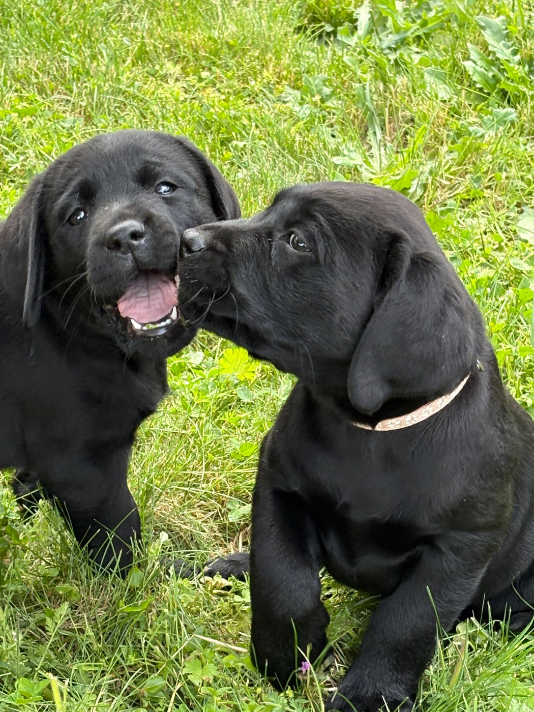 Angelcraft - Chiots disponibles - Labrador Retriever